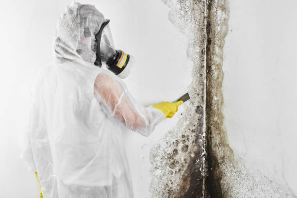 Best Professional Mold Removal  in Odenton, MD