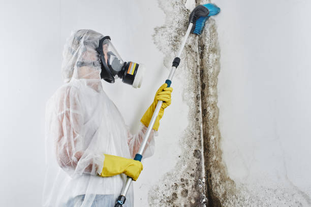 Best Mold Remediation Services  in Odenton, MD