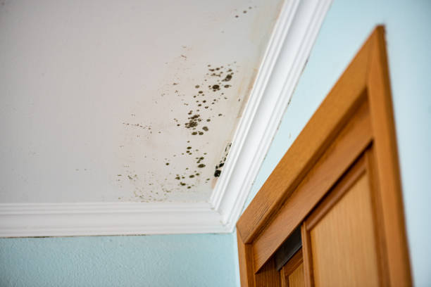 Best Residential Mold Removal  in Odenton, MD