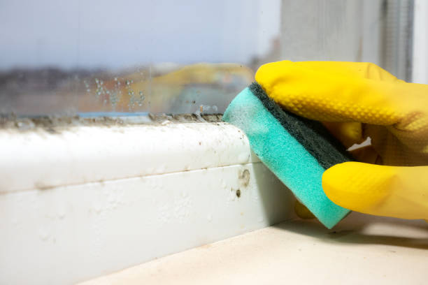 Best Affordable Mold Removal  in Odenton, MD