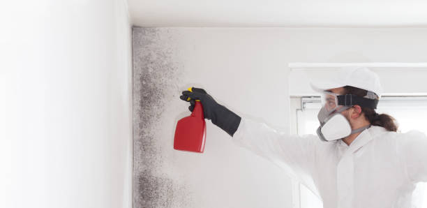 Best Black Mold Removal  in Odenton, MD