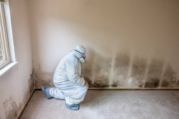 Best Mold Removal and Inspection  in Odenton, MD