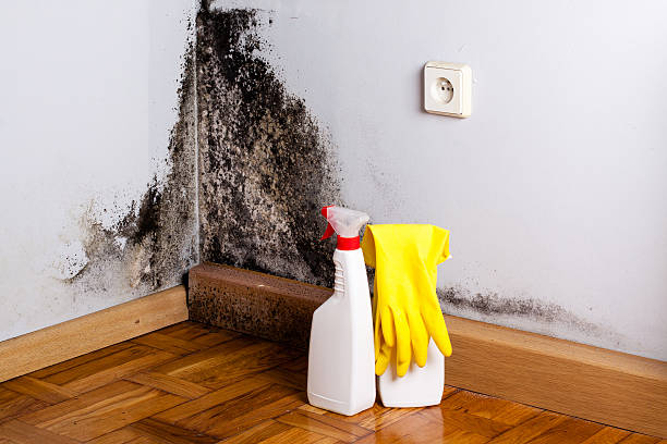 Best Commercial Mold Removal  in Odenton, MD