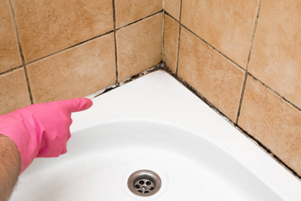 Best Attic Mold Removal  in Odenton, MD